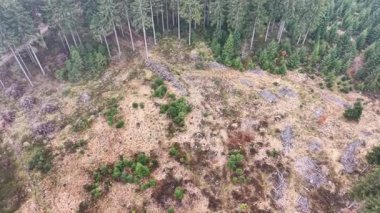 Kayalık patikalı orman kenarı, yüksek irtifa ormanı yosun ve dağınık çalılarla kaplı.