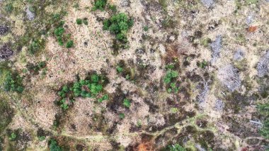 Orman sınırları doğal özelliklerle, ormanın çevresi yosun yamaları ve ağaçlarla doludur.