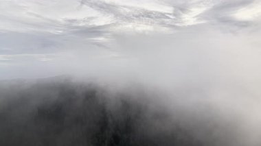 Drone gizemli sisli ormanlık sahnesini yakalıyor, sisle örtülü sakin ormanı gösteren muhteşem hava görüntüsü.