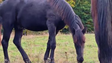 Açık havada huzur içinde beslenen atların, kırsal alanda birlikte otlayan iki atın samimi görüntüsü.