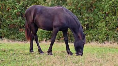 Sakin aygır otlakları huzur içinde dolaşır, görkemli siyah at sakince dolaşır kırsal alanda huzur içinde.