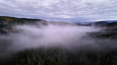 İklim bilimci ağaçların üzerinde yoğun sis gözlemledi. Sisli vadi, sakin atmosferik etkileri olan insansız hava aracından görüldü.
