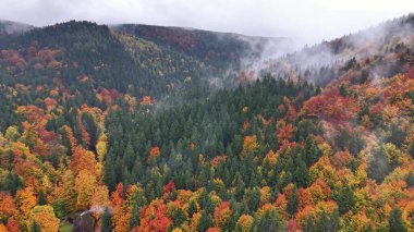Sonbahar sırtı görüntüleri, İHA 'lar canlı tepe örtüsü, Yuvarlanan tepeler ve yukarıdaki sonbahar ormanlarında sisi yakalıyor.