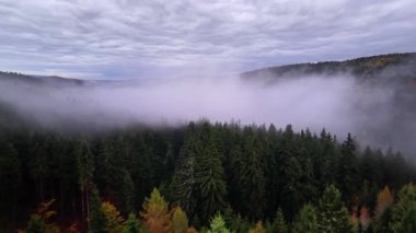 Puslu sis, canlı orman ağaçlarının tepesinde süzülüyor. Göksel beyaz sis, alçak bulutların altındaki renkli ormanlık alanı sarıyor.