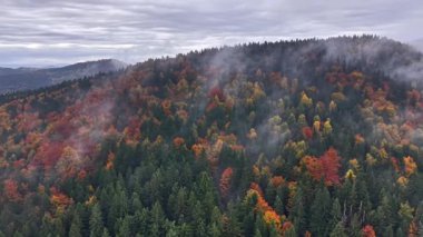 Sonbahar sisli ormanları, sonbahar yeşillikleri ve sislerin sinematik manzarası bulutlu gökyüzünün altındaki canlı sonbahar ağaçlarının yükselen manzarası.