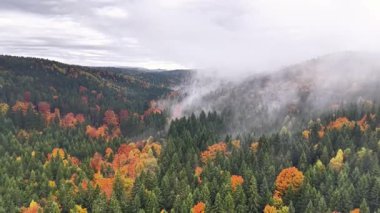 Drone sonbahar ormanlık sahnelerini, sakin drone çekimlerini renkli düşen ağaçları ve nazik bulut hareketlerini yakalar.