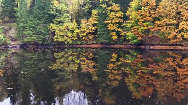 Huzurlu sonbahar yansıması, sakin göletli sessiz orman, renkli yapraklı ve nazik sabah manzarası