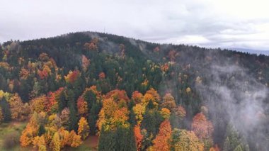 Sisin içindeki renkli ağaçlar, canlı ağaç tepeleri ve sisin havadan görünüşü, desenli buğulanmış parlak ağaçların tepeleri.