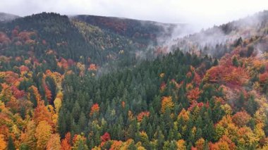 Sonbahar sırtı görüntüleri, İHA 'lar canlı tepe örtüsü, Yuvarlanan tepeler ve yukarıdaki sonbahar ormanlarında sisi yakalıyor.