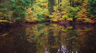 Ormanda sakin bir göl. Renkli sonbahar ağaçları ve dinlenmek için yüzen yaprak desenleri var.