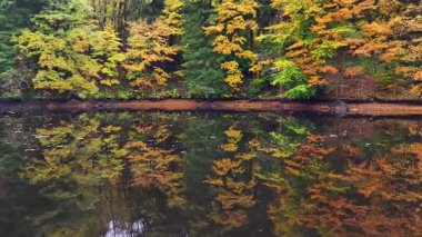 Sakin sular canlı sonbahar yapraklarını yansıtır sakin göl yüzeyleri sonbahar ağaçlarını ve dağınık yaprakları yakalar.