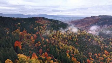 Canlı ağaçlarla çevrili puslu kırsal yerleşim, renkli orman ve kulübelerin üzerindeki sisli sakin kırsal bölge.