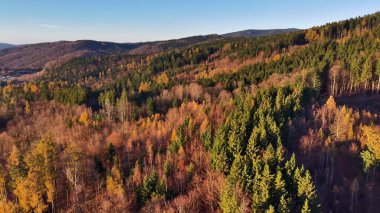 Değişik ağaçlarla huzurlu sonbahar manzarası, renkli ormanın zarif hava manzarası ve yuvarlanan