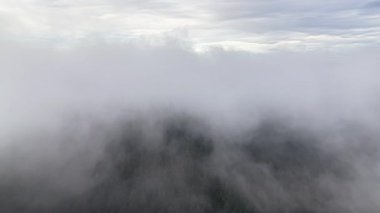 Sis ağaçları sarar, yoğun sis dağ ormanlarını gizler, sisli buhar orman tepe örtüsü boyunca yayılır.