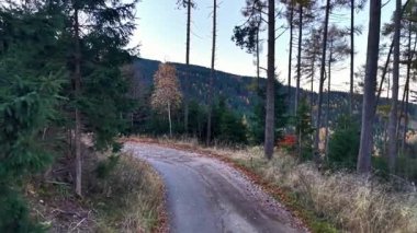 Sakin kırsal yol ağaçlarla çevrili, sakin kırsal yol huş ağacı ve çam ağacıyla kaplı.
