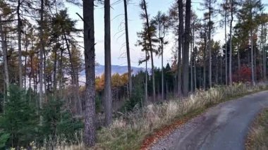 Yüksek çam ağaçları arasında manzaralı bir yol, uzak dağlarla dolambaçlı bir tepe ve canlı bir sonbahar yeşilliği.