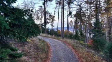 Sakin çakıllar yükselen çam ağaçlarının arasında yürüyor, ormanın içinde sessiz bir patika, alacakaranlıkta göl manzaralı.