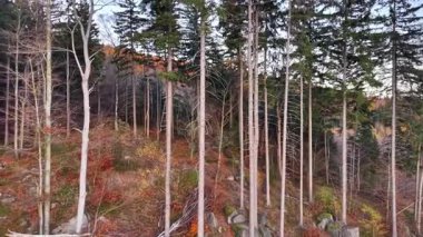 İnce ağaçların ve düşmüş uzuvların bulunduğu sakin ormanlar, sakin ormanlar.