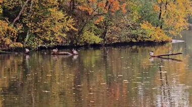 sakin sonbahar ayarı su kuşlarının altın yapraklar ve hafif dalgalanmalar altında göç ettiğini gösteriyor.