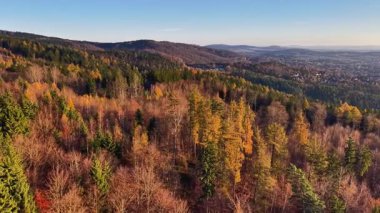 Parlak gökyüzü altında sonbahar ağaçlarının tepeleri, renkli ağaçlarla dolu sonbahar manzarasının muhteşem havası.