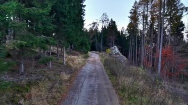 Kırsal orman yolu, bereketli kozalaklı ve doğal engellerle çevrili tenha orman yolu.