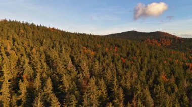 Canlı yaprakları olan altın tepeler, sinematik hava görüntüleri mevsimlik manzaralar ve yemyeşil manzaralar