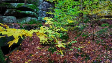 nemli taşlar ve topraksı orman zeminleri, canlı yosunlar ve gölgeli orman zeminini kaplayan sarı yapraklar.