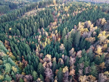 Kozalaklı ağaçlar, yapraklı kırmızılar, yoğun tepe örtüsü mozaiği ve ekolojik kontrastı gösteren havadan karışık bir orman.,