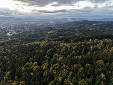 Hava Yoğun Örtüsü Açığa Çıkarma Yolu ve Dar Orman Yolu Dokulu Yapraklı Özel Orman Sahnesi