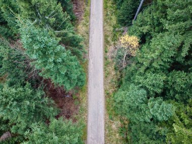 Çam ağaçlarının arasından geçen hava manzaralı orman yolu. Çakıl taşları. Yoğun Evergreen tepe örtüsü.