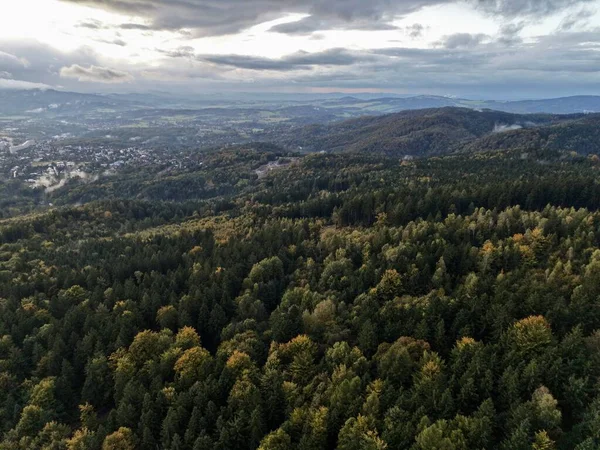 Hava Yoğun Örtüsü Açığa Çıkarma Yolu ve Dar Orman Yolu Dokulu Yapraklı Özel Orman Sahnesi