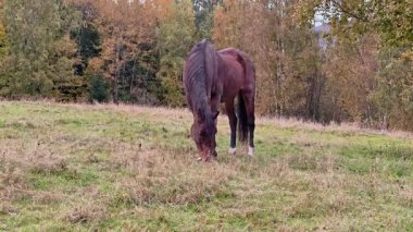 Çayırda Yürüyen İki At Sonbahar, Kestane Atı ve Koyu Koyu Koyu Koyu Birlikte Hareket Ediyor.