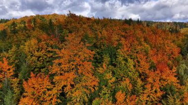 Yoğun Beech Tepesi Portakal Yaprakları, Üst Hava Görünümü, Doymuş Renk Paleti, Çıtır Doku,