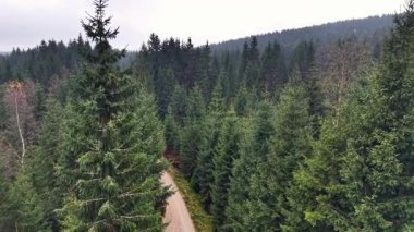 Orman Koridoru Perspektifi Uzun Çam tepe örtüsü ve Dar Çamlık Yolu, Orman Haritalama Ekibi Belgelendirme