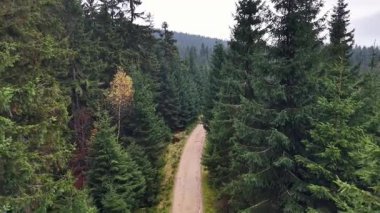 Yumuşak kıvrımlı çam yolu. İHA Dar Toprak Boyunca Süpürüyor Uzun Kozalaklı Yol, Tek Altın Kozalaklı