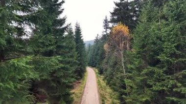 Yoğun Çamur Ormanı 'ndan geçen Hava Kirli Yolları. Sabit İHA yaklaşımı Düz Yol 'u gözler önüne serer,