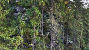 Kaya Surat İnce Çam Gövdesi ve Lichen Yamalarıyla süslendi. Açılı İHA Katmanlı Taşın Ortaya Çıkarması, Nadir