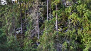 İnce kozalaklı yosun kaplı kaya yüzeyi. Kapat Hava Açısı Lichen Pockets 'ı, Açığa Çıkan Kökler, Rutubetli