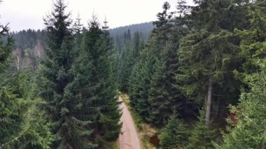 Gözlerden uzak orman yolu Evergreen Ağaçları ve Dar toprak yolu, Yürüyüş Yolu Perspektifi tarafından çerçevelenmiştir.