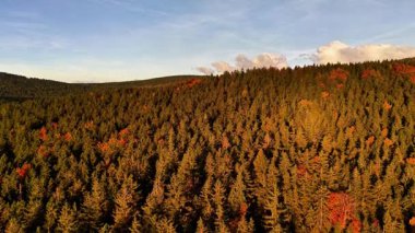 Golden Hour Pine Forest Stretching To Horizon With Warm Light, Aerial View Highlights Evergreen Canopy,