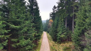 Kule Çamları 'ndan geçen Havadan Spruce Yolu. İnsansız hava aracı düz toprak yolun üzerinde süzülüyor. Yoğun Evergreen kanadı altında.,