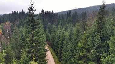 Orman Koridoru Perspektifi Uzun Çam tepe örtüsü ve Dar Çamlık Yolu, Orman Haritalama Ekibi Belgelendirme