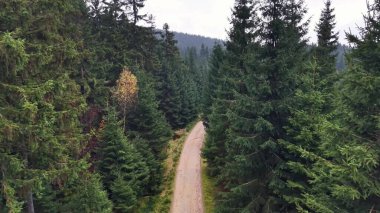 Yumuşak kıvrımlı çam yolu. İHA Dar Toprak Boyunca Süpürüyor Uzun Kozalaklı Yol, Tek Altın Kozalaklı