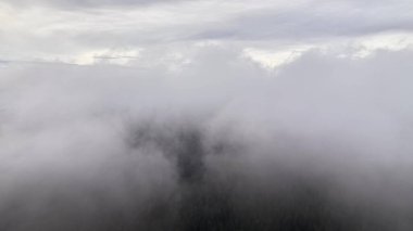 Yoğun Hava Sisi Orman Örtüsü, Kara Ağaçlar Vapor 'dan Yükseliyor, Moody Gray Sky, Sınırlı