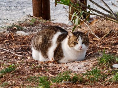 Bahçede dinlenen tekir kedi, kuru toprakta küçük kıvrımlı poz, yapraklarla harmanlanmış yumuşak çizgili kürk.,