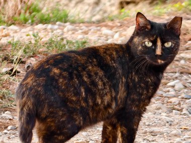 Çakıl yolu üzerinde duran kaplumbağa kabuğu kedisi, güneş ışığıyla aydınlanan kırsal alanda gezinen başıboş gezgin, benekli manto