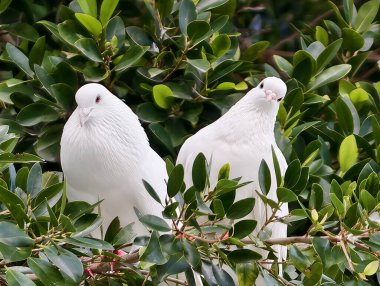 Yoğun yeşil yapraklara tünemiş iki beyaz güvercin, sakin romantizm ve sembolik barış taşıyan yumuşak bir çift.