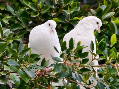 İki beyaz güvercin yemyeşil yapraklar arasında süzülüyor, nazik tımar ritüeli sakin, sıcak bir sabah ışığı yaratıyor.