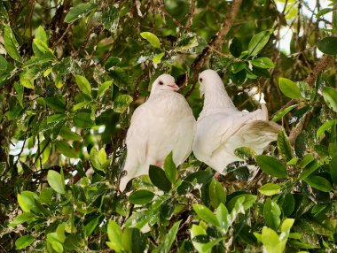 Yoğun yaprakların arasında kameraya bakan iki beyaz güvercin, doğrudan göz teması ve nazik duruş ile samimi bir portre.