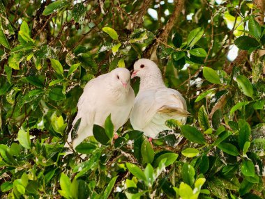 Gagalarına dokunan kumru çifti, yemyeşil yapraklar arasında yakın çekilen samimi kur yapma hareketi.,